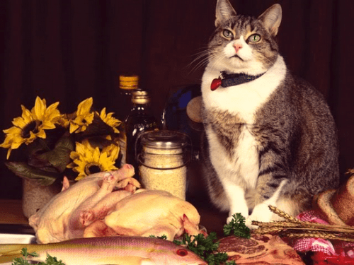 Картинки по запросу Особенности кормления кошек домашняя птица